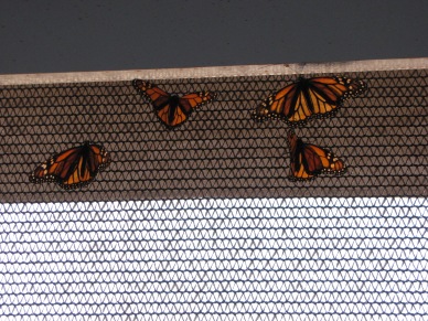 Butterflies in their enclosed area...