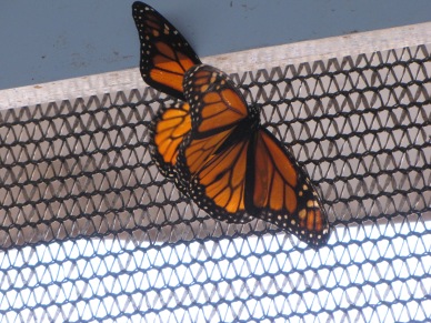 Random X-rated butterfly moment...